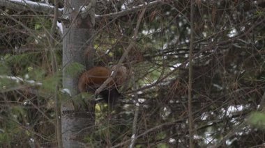 Kanada 'nın vahşi doğasında Amerikan kestanesi