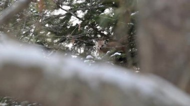 Kanada 'nın vahşi doğasında Amerikan kestanesi