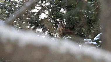 Kanada 'nın vahşi doğasında Amerikan kestanesi