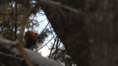 Kanada 'nın vahşi doğasında Amerikan kestanesi