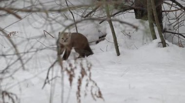 Kanada 'nın vahşi doğasında Amerikan kestanesi