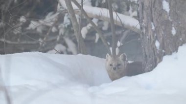 Kanada 'nın vahşi doğasında Amerikan kestanesi