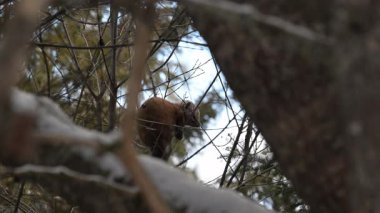 Kanada 'nın vahşi doğasında Amerikan kestanesi