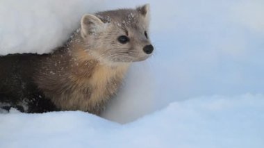 Kanada 'nın vahşi doğasında Amerikan kestanesi