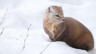 Kanada 'nın vahşi doğasında Amerikan kestanesi