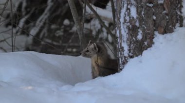 Kanada 'nın vahşi doğasında Amerikan kestanesi