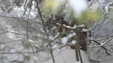 Kanada 'nın vahşi doğasında Amerikan kestanesi