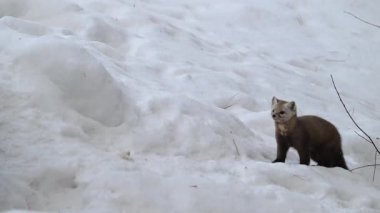 Kanada 'nın vahşi doğasında Amerikan kestanesi