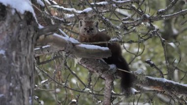 Kanada 'nın vahşi doğasında Amerikan kestanesi