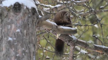 Kanada 'nın vahşi doğasında Amerikan kestanesi