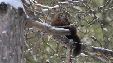 Kanada 'nın vahşi doğasında Amerikan kestanesi