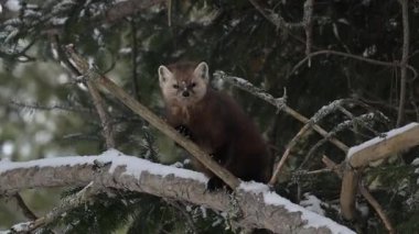 Kanada 'nın vahşi doğasında Amerikan kestanesi