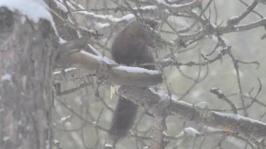 Kışın Kanada boreal ormanında mermer.