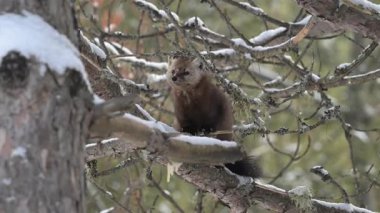 Kışın Kanada boreal ormanında mermer.
