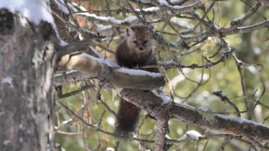 Kışın Kanada boreal ormanında mermer.