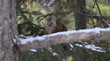 Kışın Kanada boreal ormanında mermer.