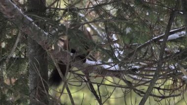Kışın Kanada boreal ormanında mermer.