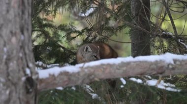 Kışın Kanada boreal ormanında mermer.