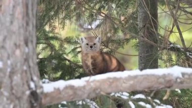 Kışın Kanada boreal ormanında mermer.