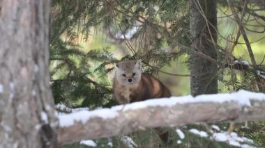 Kışın Kanada boreal ormanında mermer.