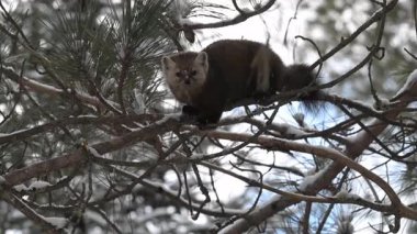 Vahşi doğada Amerikan mermeri