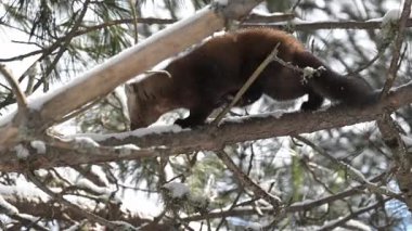 Vahşi doğada Amerikan mermeri
