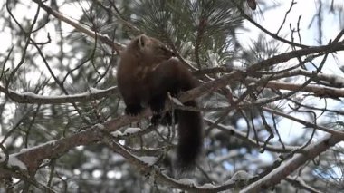 Vahşi doğada Amerikan mermeri