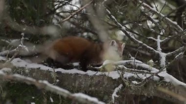 Vahşi doğada Amerikan mermeri