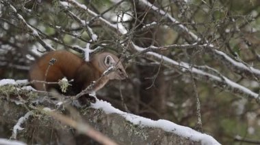 Vahşi doğada Amerikan mermeri
