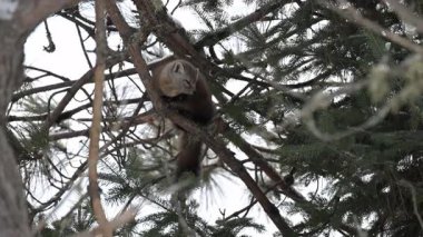 Vahşi doğada Amerikan mermeri