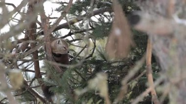 Vahşi doğada Amerikan mermeri