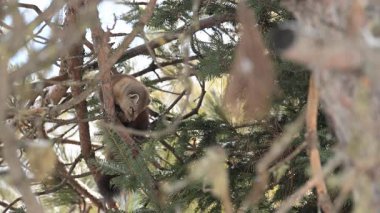 Vahşi doğada Amerikan mermeri