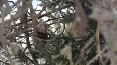 Vahşi doğada Amerikan mermeri