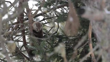 Vahşi doğada Amerikan mermeri