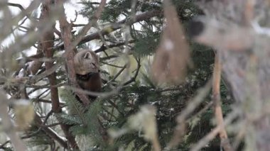 Vahşi doğada Amerikan mermeri