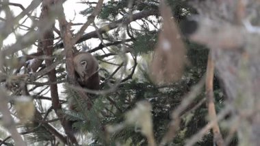 Vahşi doğada Amerikan mermeri