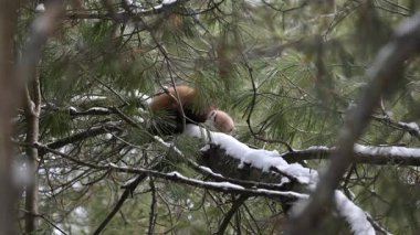 Vahşi doğada Amerikan mermeri