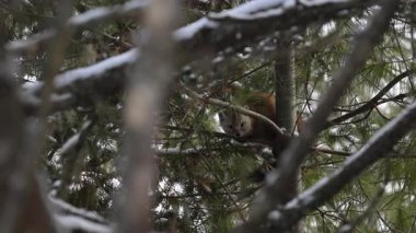 Vahşi doğada Amerikan mermeri