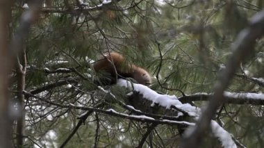 Vahşi doğada Amerikan mermeri