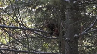 Vahşi doğada Amerikan mermeri