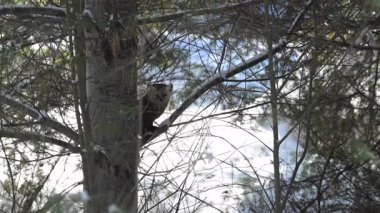 Vahşi doğada Amerikan mermeri