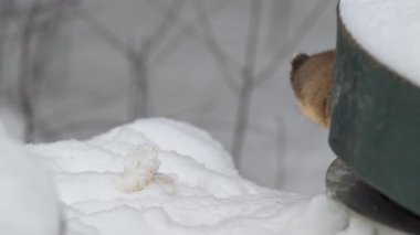 Vahşi doğada Amerikan mermeri