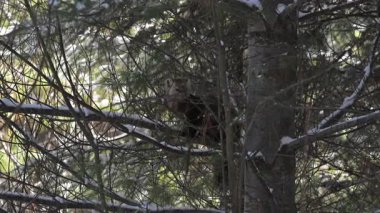 Vahşi doğada Amerikan mermeri