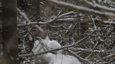 Vahşi doğada Amerikan mermeri