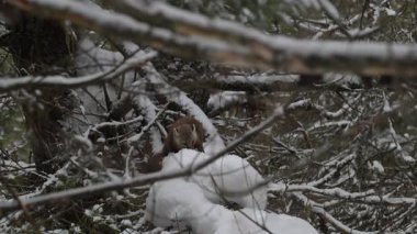Vahşi doğada Amerikan mermeri
