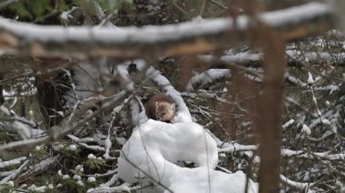 Vahşi doğada Amerikan mermeri