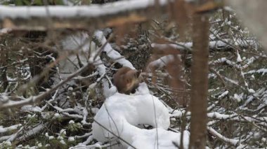 Vahşi doğada Amerikan mermeri