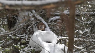 Vahşi doğada Amerikan mermeri