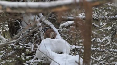 Kışın Kanada boreal ormanında mermer.