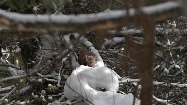 Kışın Kanada boreal ormanında mermer.